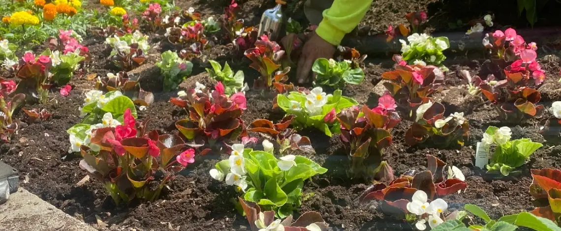 Landscape design showcasing best practices for colorful seasonal plantings