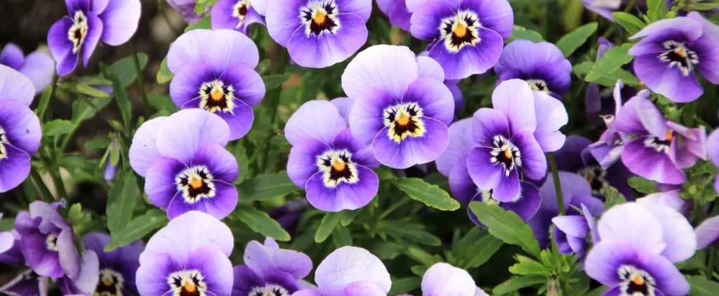 Top 5 Plantings for a Stunning Westchester Garden This Fall 4 best fall plants for westchester gardens