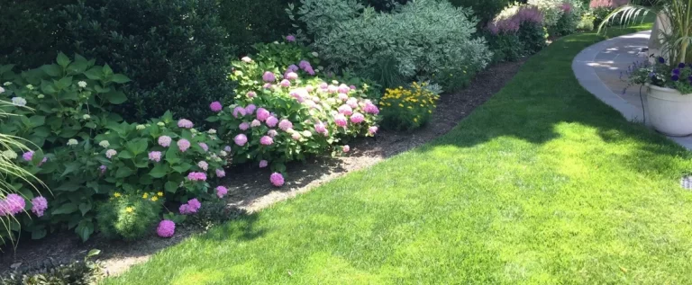 landscaping for beginners