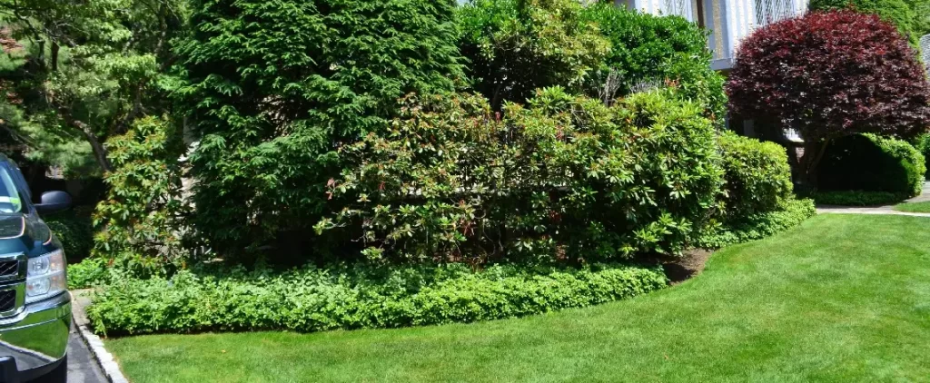 Find Yourself Searching “Lawn Care Near Me?” 5 Tips to Keep Your Landscaping Looking Fresh in the Larchmont, NY, Area 7 Lawn care tips and services to maintain a vibrant and healthy lawn