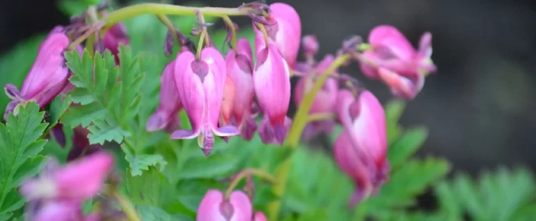 Beautiful plantings enhancing the overall design and aesthetics of your landscape