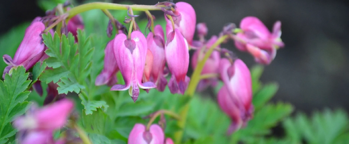 Beautiful plantings enhancing the overall design and aesthetics of your landscape