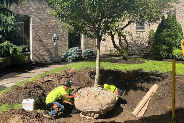 tree care new rochelle