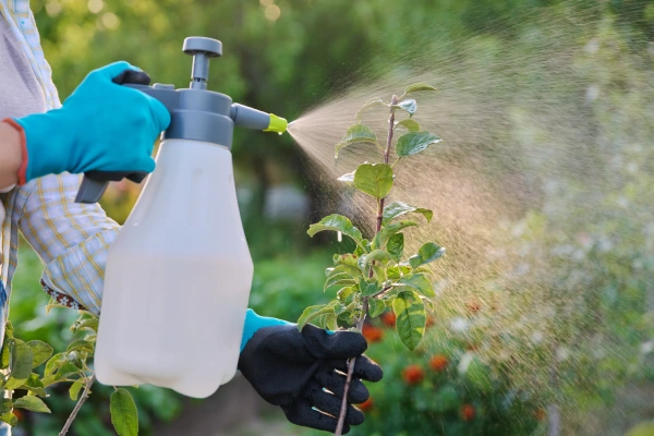 Dormant horticultural oil treatment protecting trees and shrubs in Westchester, NY