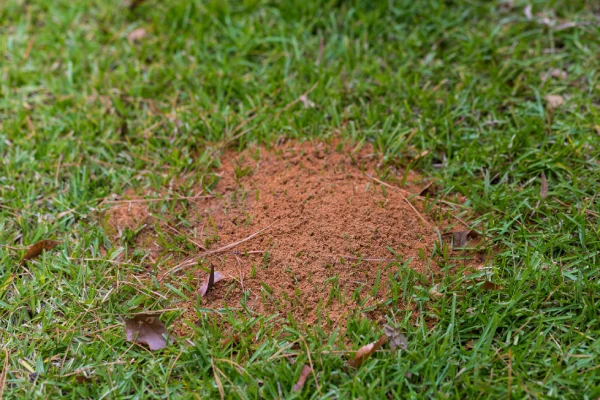 Targeted fire ant control treatment protecting lawns and outdoor living areas