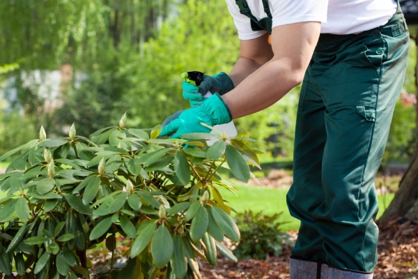 Horticultural oil application treating scale, mites, and overwintering pests in Westchester, NY