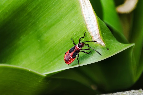 Professional lawn treatment targeting chinch bugs in Westchester, NY