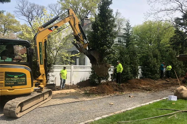 small tree removal westchester ny
