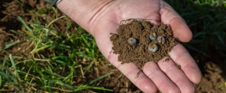Lawn Grubs in Westchester, NY: How to Spot Them, Treat Them, and Stop the Damage lawn grubs in westchester ny